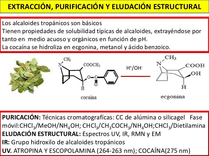 extraccion de escopolamina